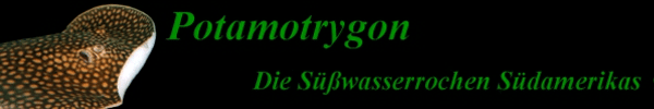 potamotrygon.de