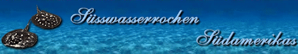 suesswasserrochen.ch