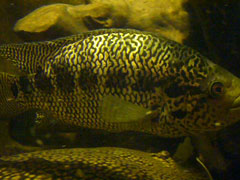 Cichlasoma managuense 2