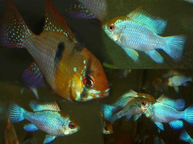 Potamotrygon Leopoldi Black Diamond 2