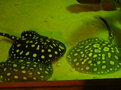 Potamotrygon Leopoldi Leopoldi Black Diamond