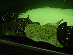 Potamotrygon Leopoldi Leopoldi Black Diamond