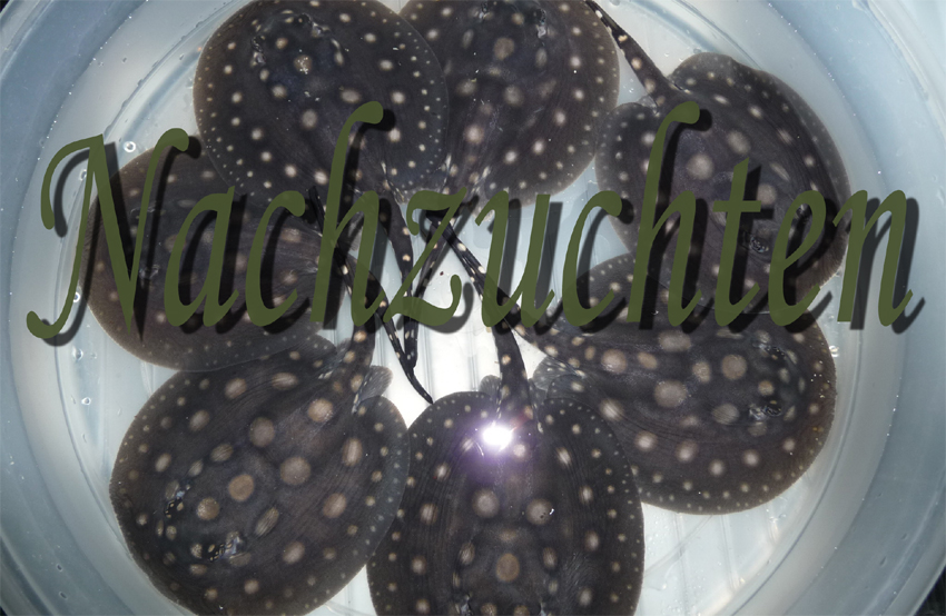 zu verkaufen
