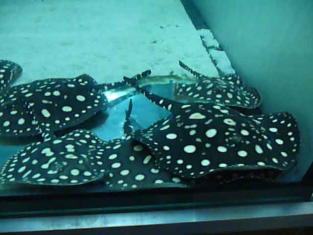 Potamotrygon Leopoldi Black Diamond