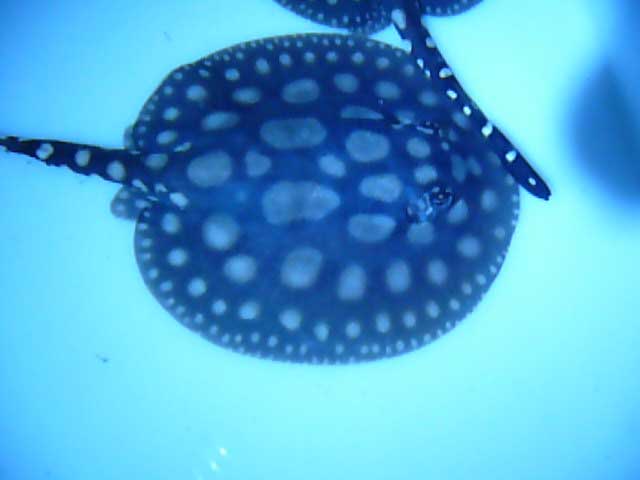 Potamotrygon Leopoldi Black Diamond