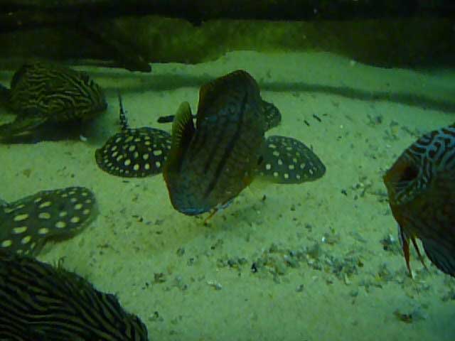 Potamotrygon Leopoldi Black Diamond 8