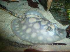 Babyrochen2