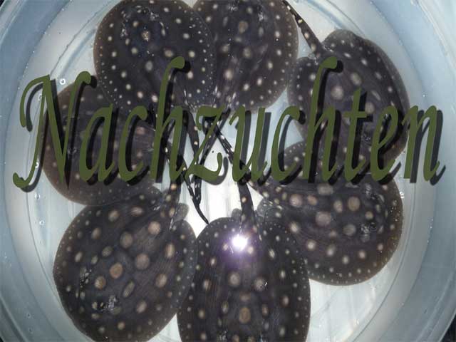 Babyrochen4