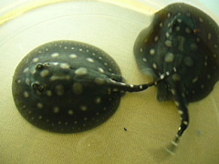 Babyrochen7