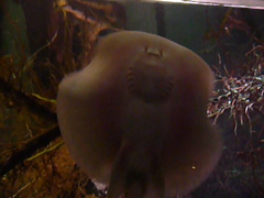 Babyrochen19
