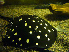Leopoldirochen Black Diamond