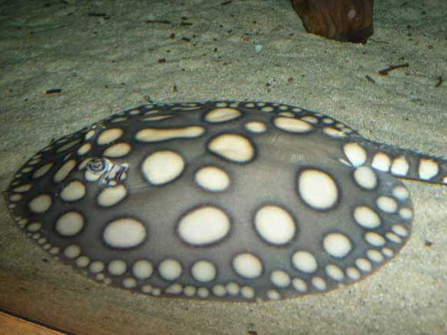 Leopoldirochen Black Diamond