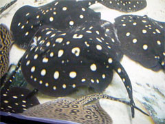 Potamotrygon Leopoldi Leopoldirochen  3
