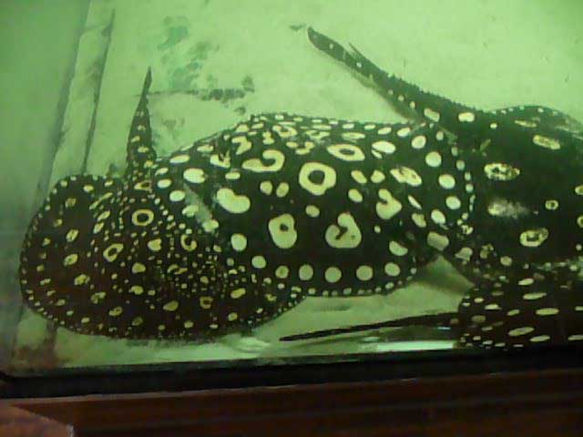 Leopoldirochen Black Diamond