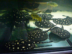 Potamotrygon Leopoldi Leopoldirochen  7