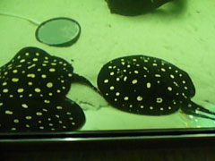 Potamotrygon Leopoldi Leopoldirochen  8