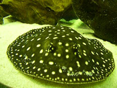 Potamotrygon Itaituba7