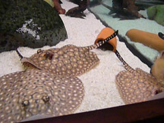 Potamotrygon Itaituba9