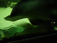 Potamotrygon Leopoldi Leopoldirochen 10