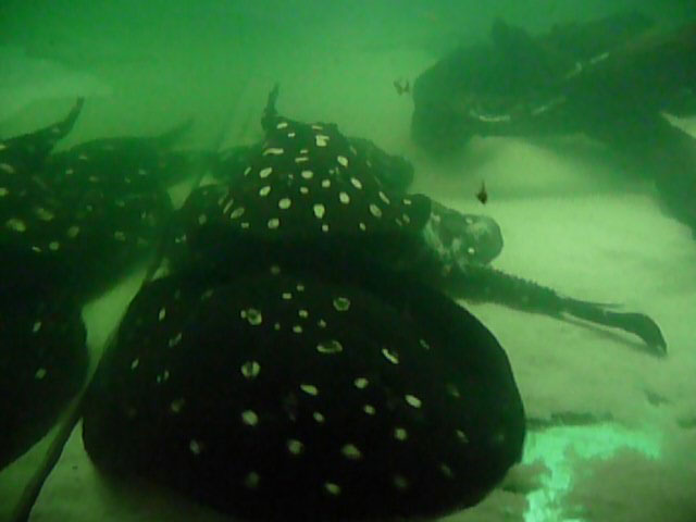 Potamotrygon Leopoldi Leopoldirochen  11