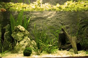 aquarienr