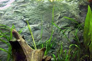 aquarienr1