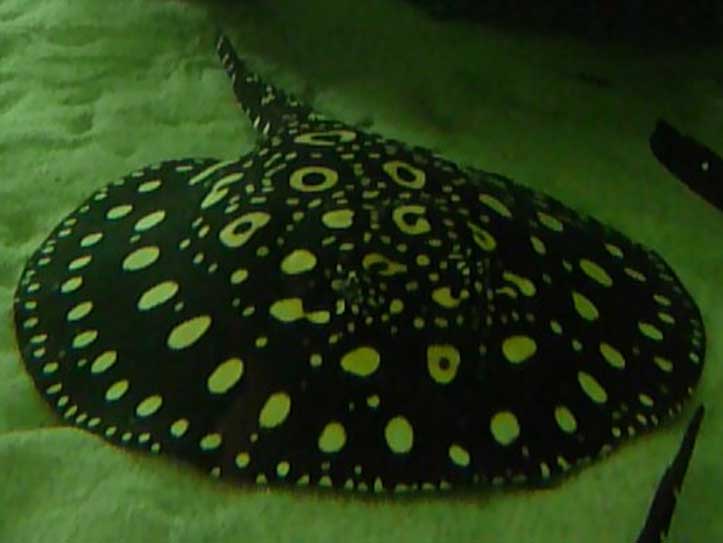 Potamotrygon Leopoldi Black Diamond