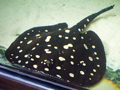 Potamotrygon Leopoldi  Black Diamond