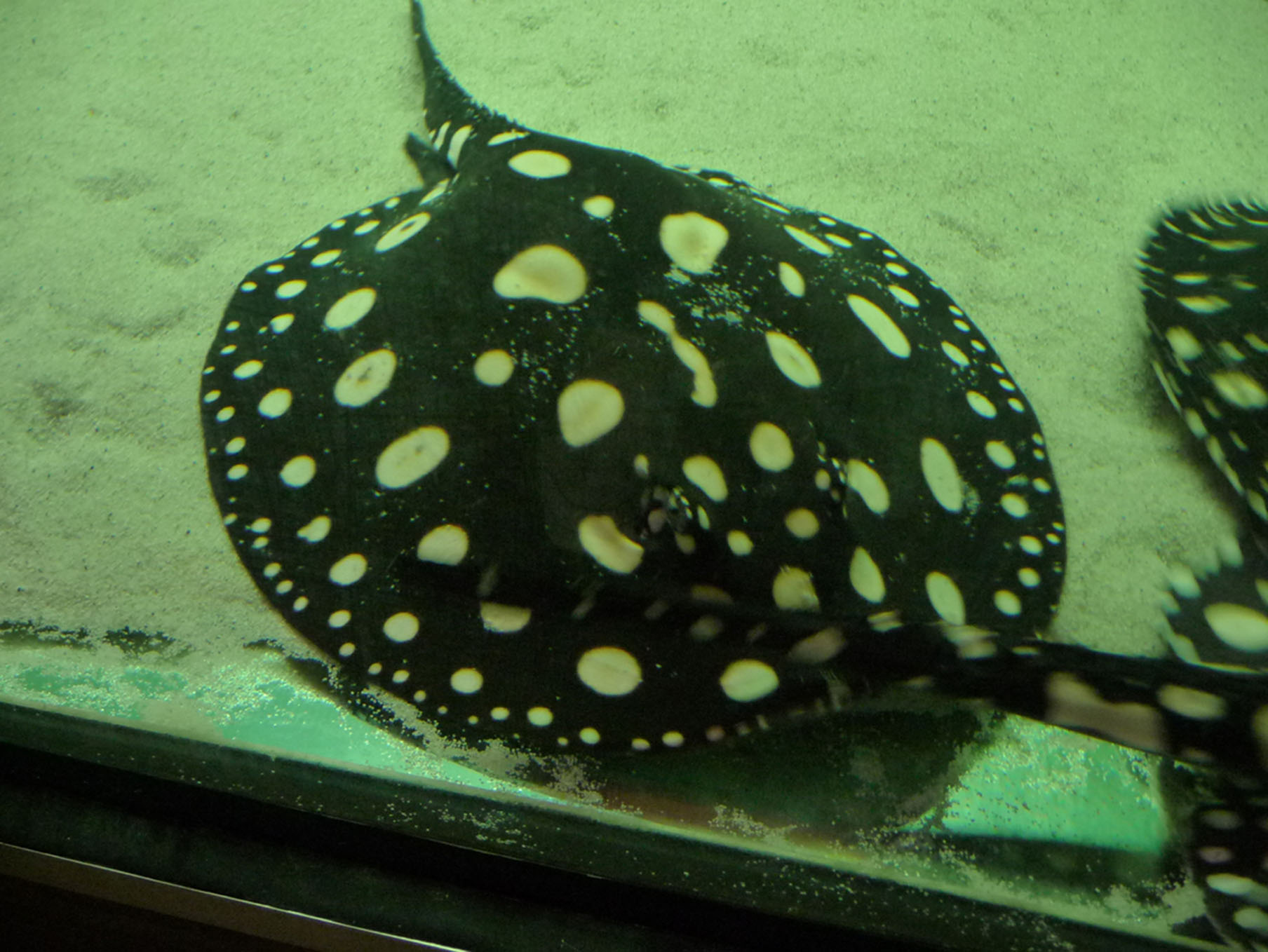 Potamotrygon Leopoldi Black Diamond