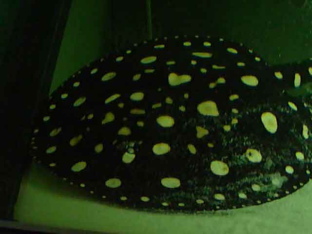 Potamotrygon Leopoldi Black Diamond
