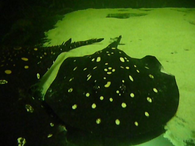 Potamotrygon Leopoldi Black Diamond