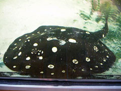 Potamotrygon Leopoldi Black Diamond