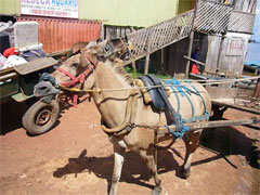 Transport brasilianisch...