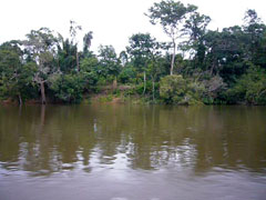 Rio Xingu - Uferzone